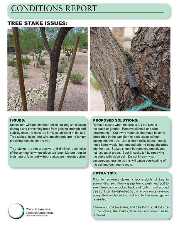 An infographic describing poor use of tree stakes. Stakes and wire attachments left on too long cause damage and prevent trees from gaining strength and stability. Tree stakes are not attractive and diminish the aesthetics of the community. Mature trees in their natural form and without stakes are more attractive. Remove stakes when the tree is 3/4 the size of the stake or greater. Remove all hose and wire attachments. Cut away materials that have become embedded in the cambium or bark tissue without cutting into the tree. Use a sharp utility blade. Ideally these items would be removed prior to being absorbed into the tree. Stakes should be removed entirely and not just cut at grade. Backfill cavity left by removing the stake with clean soil. Do not fill cavity with decomposed granite as this will cause overheating of the soil and damage to the roots. Extra tips: prior to removing stakes, check stability of tree in surrounding soil. Firmly grasp trunk, push and pull to see if tree can be rocked back and forth. If soil around tree trunk can be disturbed by this action, roots have not adequately anchored into the soil and further investigation is needed.