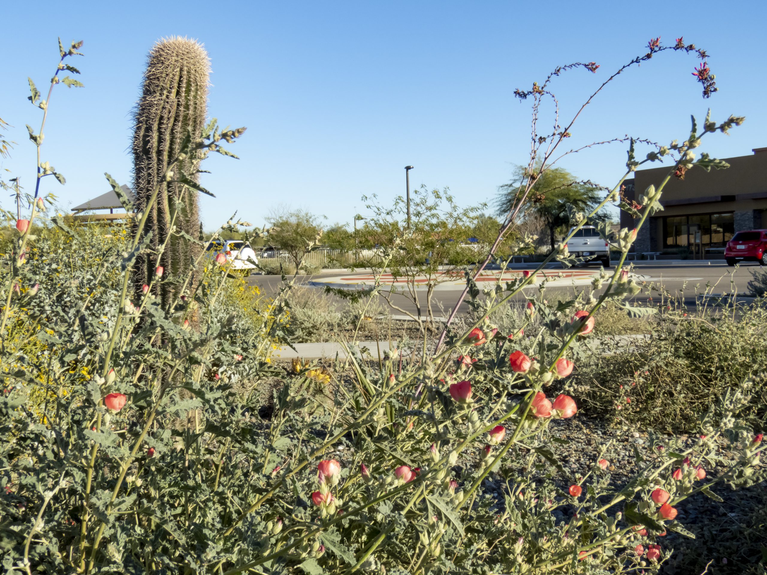 Native cacti, flowering shrubs, and succulents cluster together