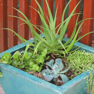 A contemporary square planter filled with soft succulents