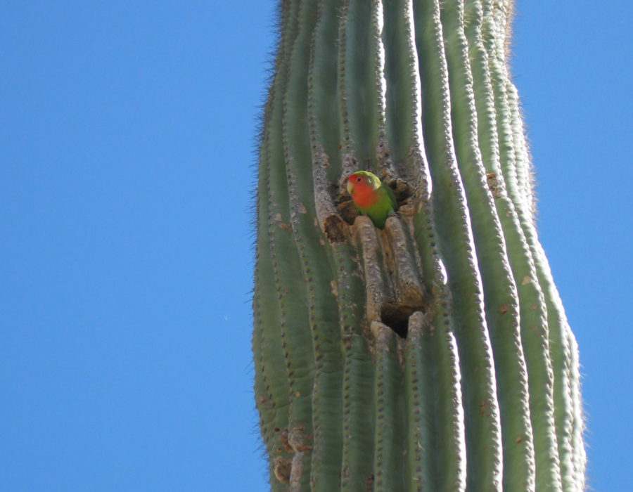Image of a lovebird peeking its head out of a hole in a saguaro cactus.