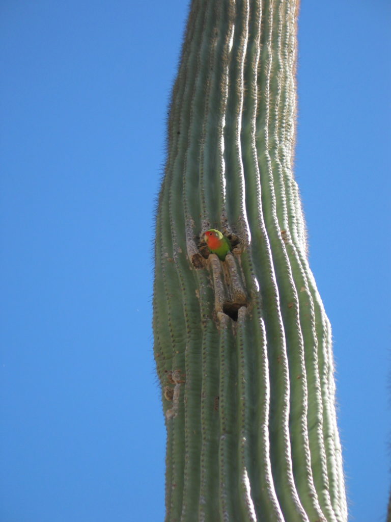 Image of a lovebird peeking its head out of a hole in a saguaro cactus.