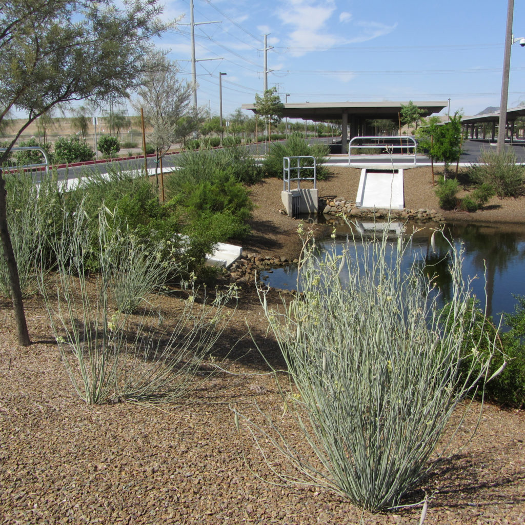 Photo of desert milkweed and leucophyllum shrubs around a retention basin filled with rainwater, in front of a parking lot with shade shelters.